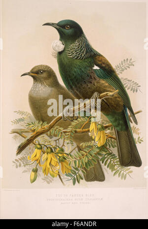 Keulemans, John Gerrard 1842-1912 Tui oder Parson Vogel - prosthemadera Stockfoto