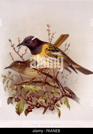 Keulemans, John Gerrard, 1842-1912 den Stich Vogel - Pognornis Cincta Stockfoto