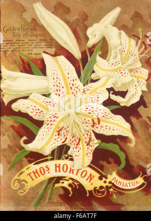 Thomas Horton Ltd Thos Horton Pahiatua Goldene Lilie der durchleuchtet Stockfoto