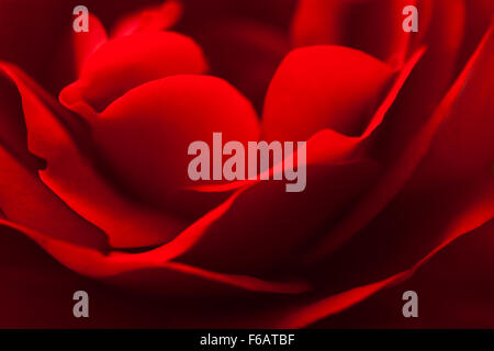 Close-up Crimson Red Rose in Soft Focus Stockfoto