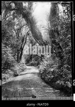 Dieses Foto zeigt einen Wanderweg am Mount Egmont in der Gegend von Dawson Falls in Neuseeland. Die malerische Route bietet einen Blick auf üppige Wälder und vulkanisches Gelände, Teil der Region Mount Taranaki. Stockfoto