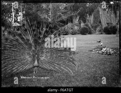 Blick auf ein Pfau im Garten auf dem Wanganui Stockfoto