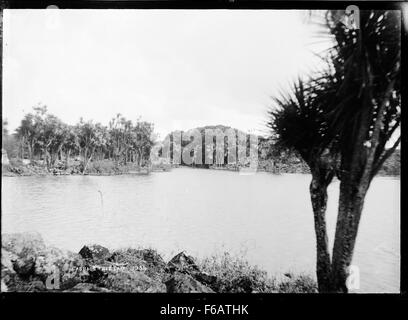 Cabbage Tree See, Auckland Stockfoto