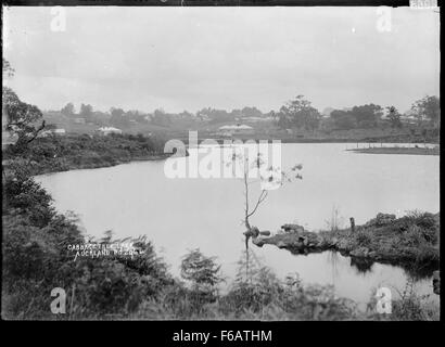 Cabbage Tree See, Auckland Stockfoto