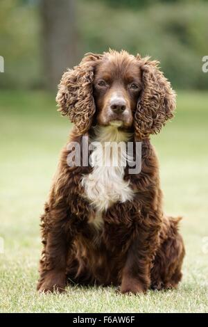 Leber und weißen Working Cocker Spaniel Stockfoto