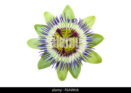 Passiflora Passionsblume isoliert auf weiss Stockfoto