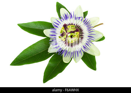 Passionsblume (Passiflora) Stockfoto