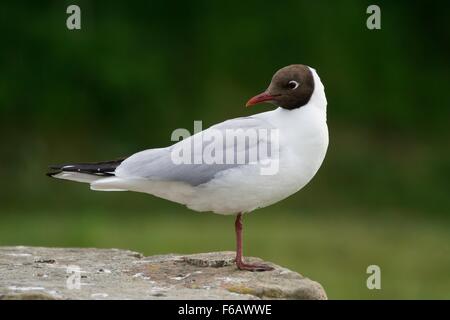 Schwarz Spitze Gull in Erwachsene Sommer Gefieder, Hadston, Northumberland, England, UK Stockfoto