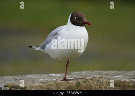 Schwarz Spitze Gull in Erwachsene Sommer Gefieder, Hadston, Northumberland, England, UK Stockfoto