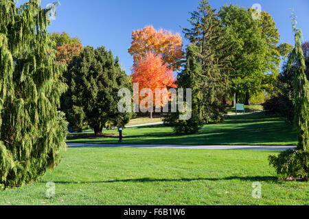Isolierte Baum im Herbst mit roten und orangefarbenen Laub, umgeben von evergreens Stockfoto