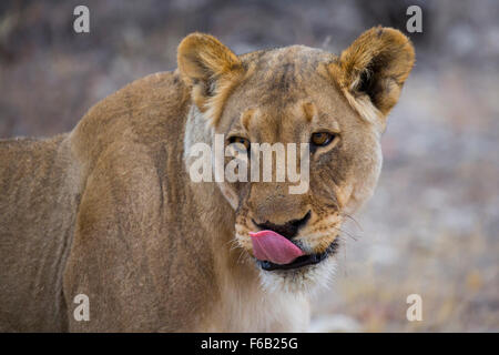 Löwin im Etosha Nationalpark, Namibia, Afrika Stockfoto