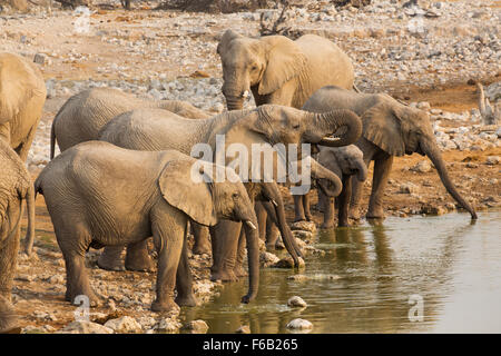 Afrikanische Savanne Elefanten in Okaukuejo Wasserloch, Etosha, Namibia, Afrika Stockfoto