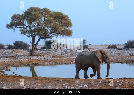 Afrikanische Savanne Elefanten am Wasserloch, Etosha Nationalpark, Namibia, Afrika Stockfoto