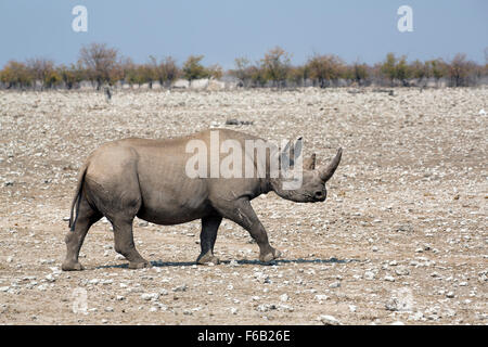 Schwarze Nashorn in Etosha Nationalpark, Namibia, Afrika Stockfoto