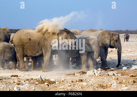 Afrikanische Savanne Elefanten abstauben, Etosha Nationalpark, Namibia, Afrika Stockfoto
