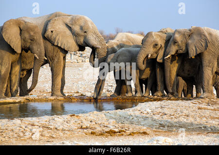 Afrikanische Savanne Elefanten am Wasserloch, Etosha Nationalpark, Namibia, Afrika Stockfoto