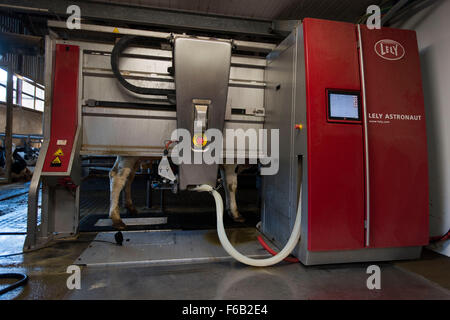 Eine automatische Melkmaschine für Kühe auf einem Milchviehbetrieb in Usk, South Wales. Auch bekannt als freiwillige Melksystem. Stockfoto