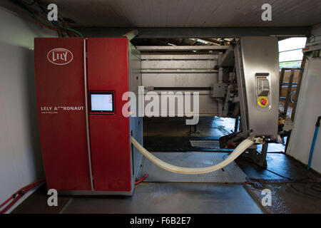Eine automatische Melkmaschine für Kühe auf einem Milchviehbetrieb in Usk, South Wales. Auch bekannt als freiwillige Melksystem. Stockfoto