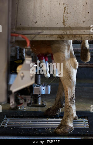 Eine automatische Melkmaschine für Kühe auf einem Milchviehbetrieb in Usk, South Wales. Auch bekannt als freiwillige Melksystem. Stockfoto