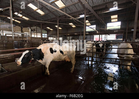 Milchkühe, die darauf warten, für Milch auf einem Milchviehbetrieb in South Wales gemolken werden. Stockfoto