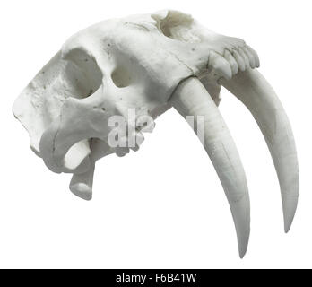 Smilodon Schädel mit Schneidepfad isoliert Stockfoto