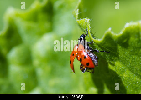 Nahaufnahme von einem orange Marienkäfer mit Wassertropfen drauf steht auf einem grünen Blatt für Kontrast Stockfoto