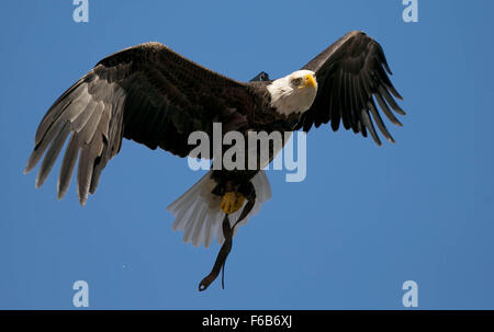 Philadelphia, Pennsylvannia, USA. 15. November 2015. '' Challenger'' fliegt während der Nationalhymne bei Lincoln Financial Field in Philadelphia, Pennsylvannia am 15. November 2015. Bildnachweis: Allen Eyestone/The Palm Beach Post/ZUMA Draht/Alamy Live-Nachrichten Stockfoto