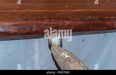 Schlucken Sie in einer Scheune im Dorf. Stockfoto