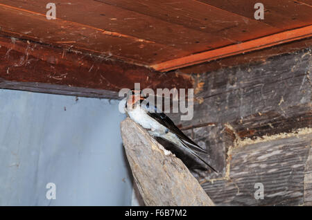 Schlucken Sie in einer Scheune im Dorf. Stockfoto