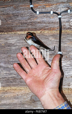 Schlucken Sie in einer Scheune im Dorf. Stockfoto