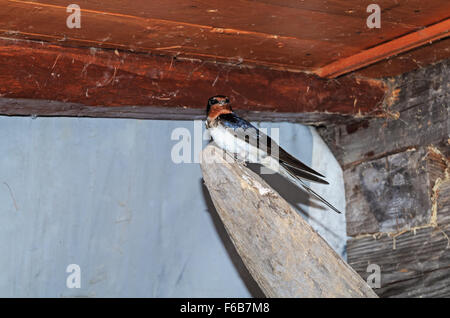 Schlucken Sie in einer Scheune im Dorf. Stockfoto