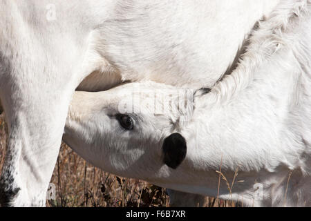 Weißparkkalb trinkt Milch von Mutterkuh auf einer Farm in Saskatchewan, Kanada. Schließen Stockfoto