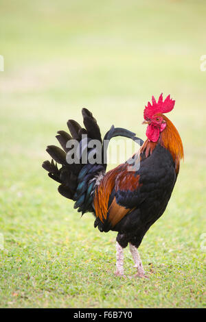 Hahn aus Kauai auf Rasen (Gallus gallus domesticus) Stockfoto