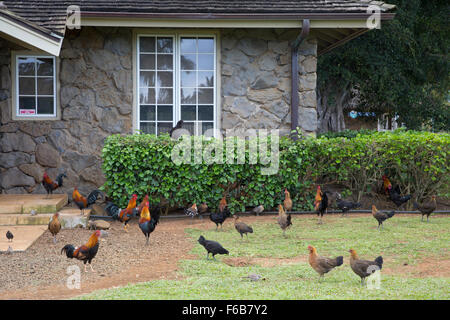 Kauai Hühner (Gallus Gallus Domesticus) auf Rasen Stockfoto