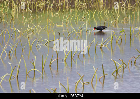 Hawaiian Gallinule (Gallinula Galeata Sandvicensis) auf Nahrungssuche in Taro-Teich Stockfoto