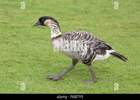 Nene Hawaiian Goose Walking auf grünem Gras im Kīlauea Point National Wildlife Refuge, Kauai, Hawaii (Branta sandvicensis) Stockfoto