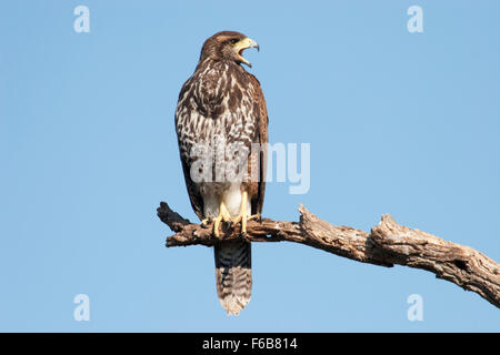 Juvenile Harris Hawk (Parabuteo Unicinctus) thront auf Ast Stockfoto