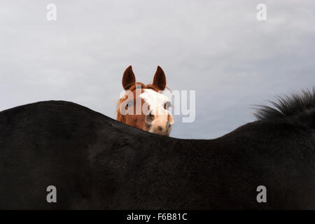 Rotes Pferd Kopf auf dem schwarzen Pferd ruht. Stockfoto