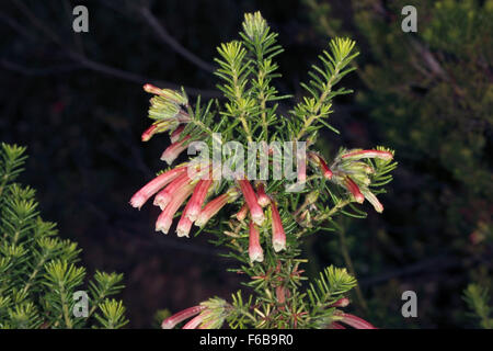 Nahaufnahme der Blüten von Erica Glandulosa - Familie Ericaceae Stockfoto