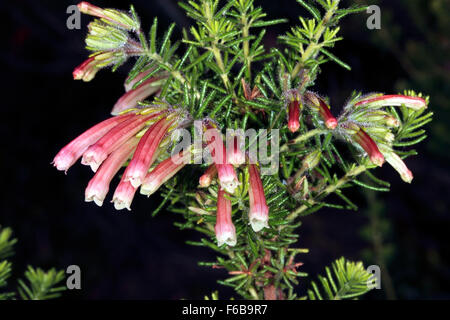 Nahaufnahme der Blüten von Erica Glandulosa - Familie Ericaceae Stockfoto