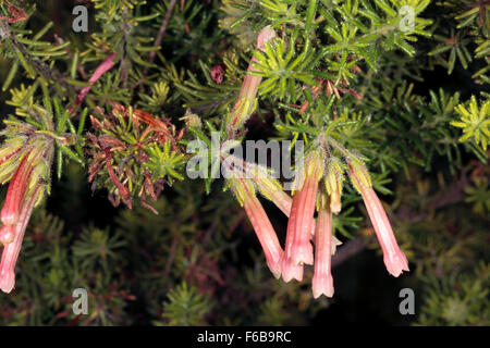 Nahaufnahme der Blüten von Erica Glandulosa - Familie Ericaceae Stockfoto