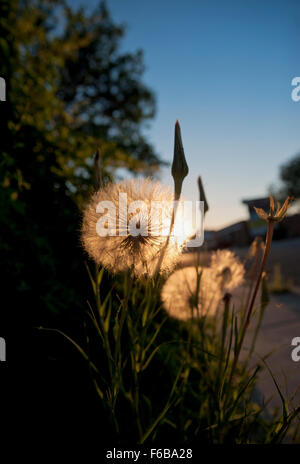 Löwenzahnsamen in den Sonnenuntergang Stockfoto