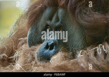 Sumatra Orang-Utan (Pongo Abelii) in Ruhe Stockfoto