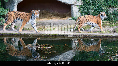 Bengal Tiger (Panthera Tigris) und Reflexionen Stockfoto