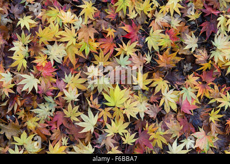 Acer lässt. Japanischer Ahornblätter Farbwechsel im Herbst. Gefallenen gelb und rot Acer Blattmuster Stockfoto