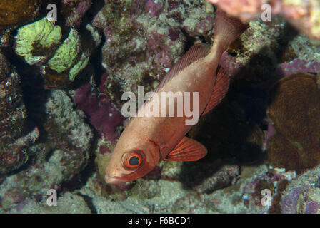 Big Fish Eye (Priacanthus Hamrur), Priacanthidae, Sharm el Sheikh, Rotes Meer, Ägypten Stockfoto