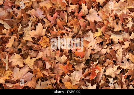 Ahorn und Eiche Blätter auf dem Boden im Herbst. Stockfoto