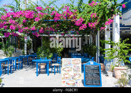 Santorini Thira. Kamari. Leeren blauen Stühlen und Tischen im sonnendurchfluteten Innenhof des griechischen Taverne, Restaurant, mit Massen von Bougainvillea auf dem Dach trellis. Stockfoto