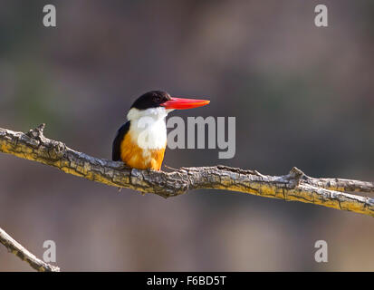 Schwarz-capped Kingfisher (Halcyon Pileata) Stockfoto