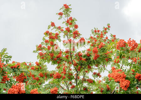 Äste mit reife Trauben von Rowan gegen den grauen Himmel Stockfoto